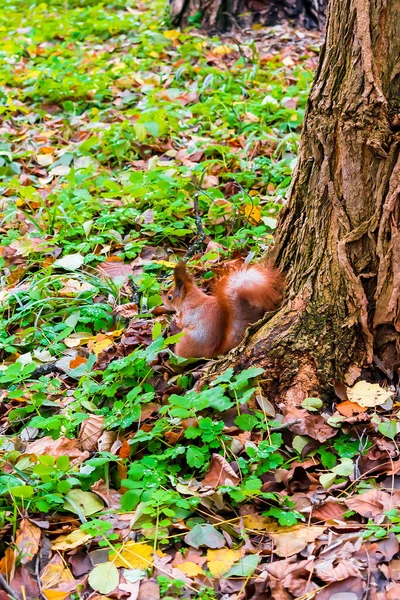 Linda ardilla roja esponjosa sentada en la hierba cerca de un gran árbol en el parque de la ciudad o el bosque en el día nublado de otoño. vida animal salvaje —  Fotos de Stock