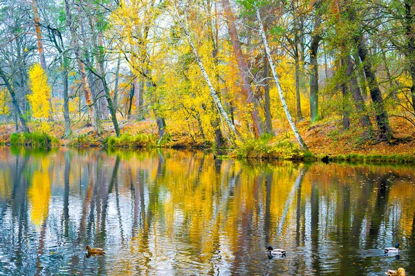 Scenic Bright Landscape Golden Multicolored Autumn Fall Tree Alley Yellow — Stock Photo, Image
