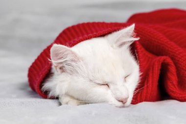 Şirin, güzel, beyaz, tüylü, kırmızı kazak giymiş bir kedi. Yeni yılı kutlayan, bayram arkaplan kartı. evcil hayvan, hayvan, dekorasyon.