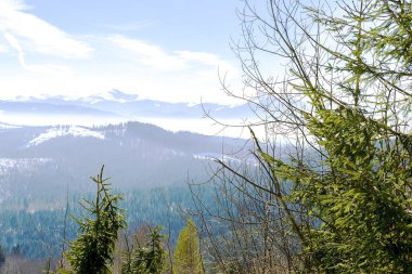 Güneşli bir günde ormandaki dağlarda karlı çam çam ağaçları. Kayak merkezindeki kış manzaralı doğa manzarası. Ukrayna Karpatları manzarası.