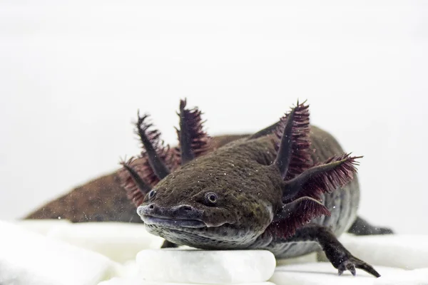 Axolotl (Ambystoma mexicanum) ) - Stock-foto