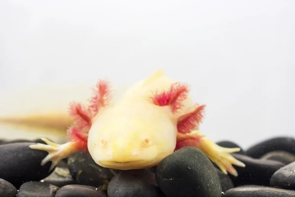 Axolotl (Ambystoma Mexicanum)) — Stockfoto