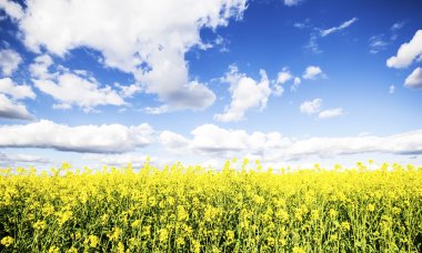 Kolza tohumu alan Bloom mavi gökyüzü ve beyaz bulutlar ile