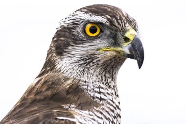 Kuzey Goshawk (Accipiter gentilis) 
