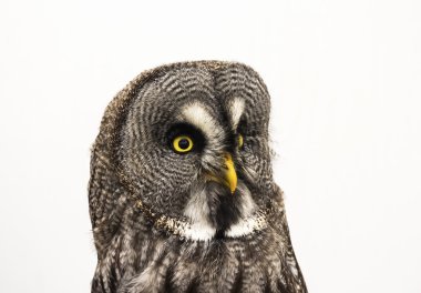 Büyük gri baykuş veya Lapland baykuş (Strix nebulosa) Isola portresi