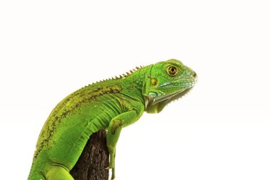 Beyaz arkaplanda yeşil iguana (iguana) izole 