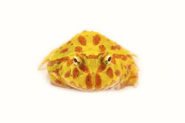 Pacman Kurbağa (ceratophrys cranwelli) 