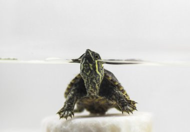 Ortak misk üzerinde beyaz bir b izole kaplumbağa (Sternotherus odoratus)
