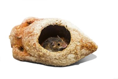 Afrika cüce fare (Mus minutoides) tüm kemirgen en küçüğü