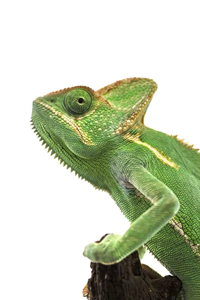 Grøn kamæleon (Chamaeleo calyptratus) isoleret på hvid backg - Stock-foto