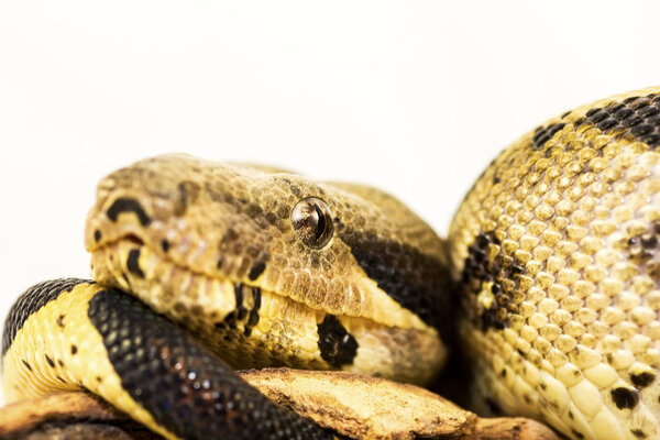 Close up of Boa Constrictor snake