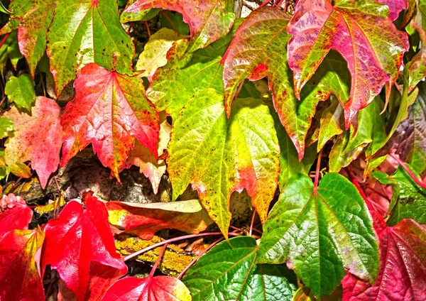 Hintergrund Gruppe Herbst orange Blätter — Stockfoto