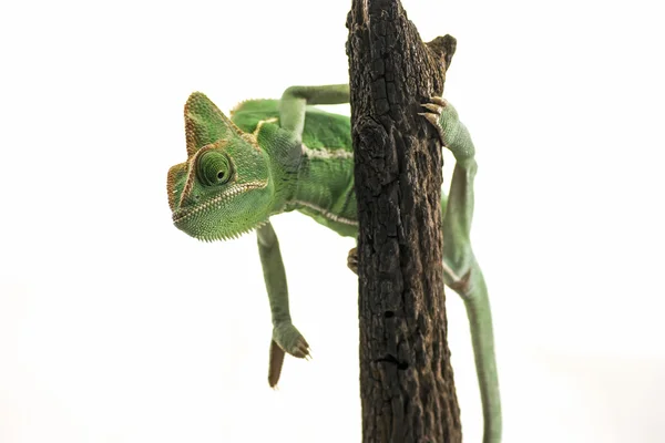 Camaleón verde (Chamaeleo calyptratus) aislado sobre respaldo blanco — Foto de Stock