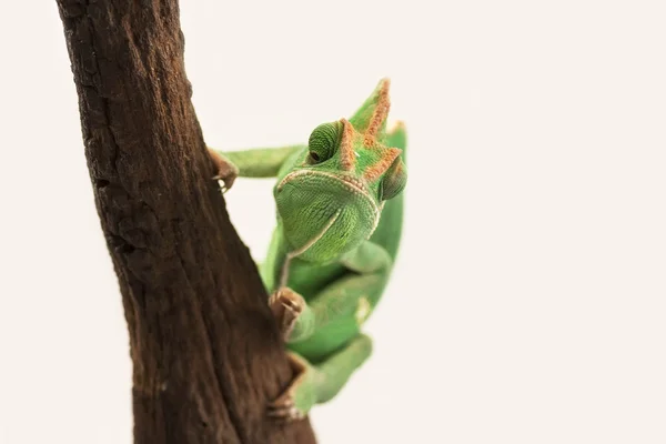 Camaleón verde (Chamaeleo calyptratus) aislado sobre respaldo blanco — Foto de Stock