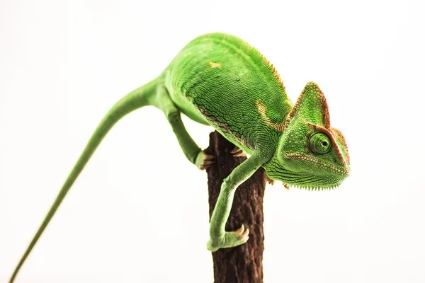 Grünes Chamäleon (chamaeleo calyptratus) isoliert auf weißem Rücken — Stockfoto