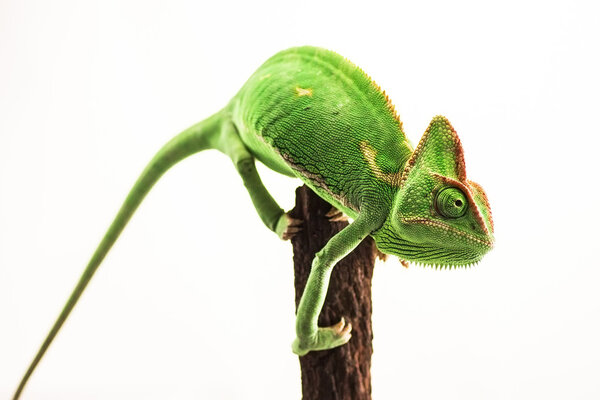 Green chameleon (Chamaeleo calyptratus) isolated ona white backg