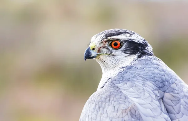 Noord-Goshawk (Accipiter gentilis) — Stockfoto