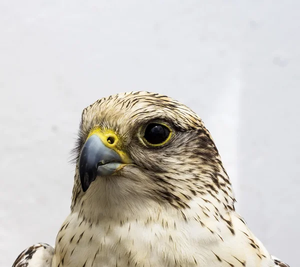 De giervalk of gerfalcon (Falco rusticolus) hoofd detail. — Stockfoto