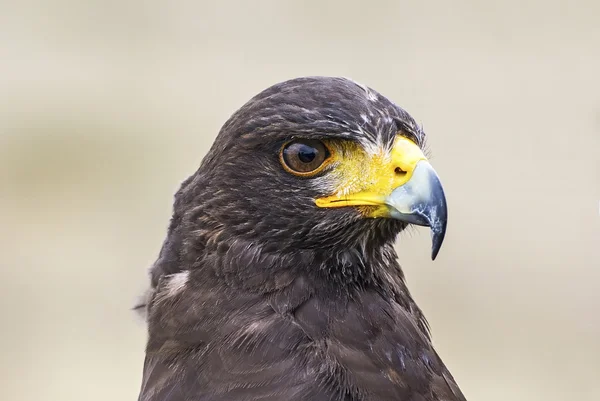 Porträt eines Harris-Falken — Stockfoto