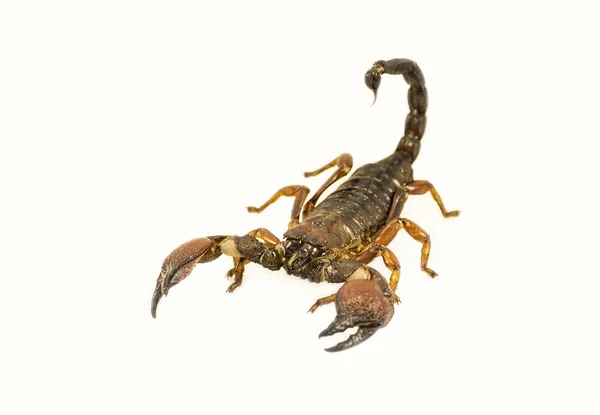 Pazur Red Scorpion (Pandinus Cavimanus) na białym tle na biały backgro — Zdjęcie stockowe