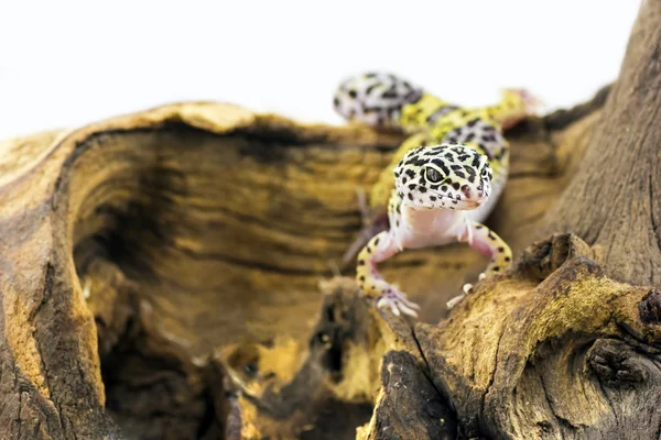 Leopardengecko (eublepharis macularius)) — Stockfoto