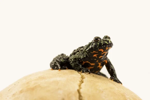 Oriental de vientre de fuego sapo (Bombina orientalis) aislado en un wh — Foto de Stock