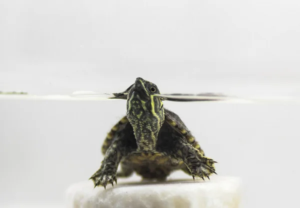 Tortuga almizclera común (Sternotherus odoratus) aislada en una b blanca — Foto de Stock