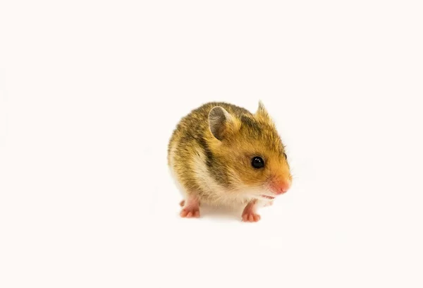 Goldhamster (Mesocricetus auratus) — Stockfoto