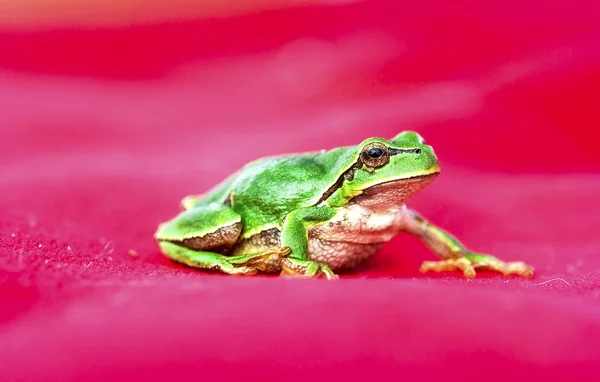 Grüner Laubfrosch (hyla arborea) auf einem Zweig — Stockfoto