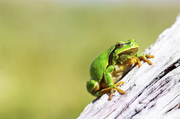 Rana árbol verde (Hyla arborea) en una rama — Foto de Stock