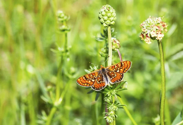 The marsh fritillary (Euphydryas aurinia) on a green field — Stock Photo, Image