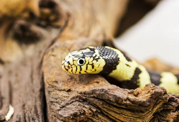 캘리포니아 Kingsnake (Lampropeltis getulus californiae) — 스톡 사진