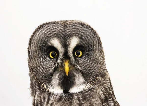 Retrato de coruja cinzenta grande ou coruja de Lapónia (Strix nebulosa) isola Imagem De Stock