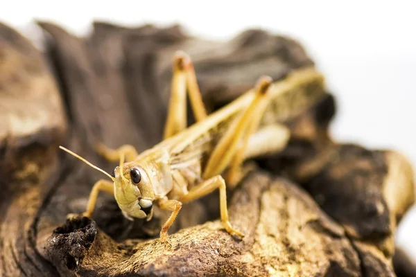 Trekkende locust (Locusta migratoria) geïsoleerd op een logboek Stockfoto