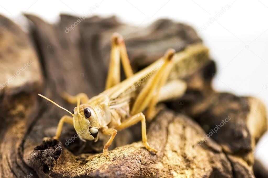 Migratory locust (Locusta migratoria) isolated on a log