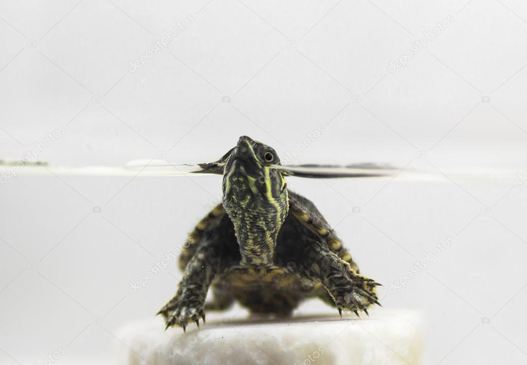 Common Musk Turtle (Sternotherus odoratus) isolated on a white b