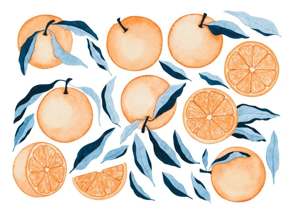 Beyaz arka planda izole edilmiş suluboya narenciye çizimleri. El çizimi portakallar meyve tasarımı elementleri.