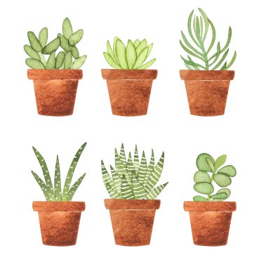 Suluboya sulu bitkiler seti. Beyaza izole edilmiş saksı bitkileriyle el çizimi yaz çizimi. Tebrik kartı, davetiye, logo, çıkartma ve diğer şeyler için mükemmel..