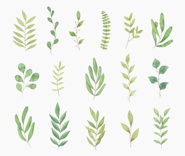 Suluboya yaz yeşillik seti. Elle çizilmiş yeşil yapraklı botanik çizimler, düğün davetiyeleri için dallar, tebrik kartları, posterler ve diğer.