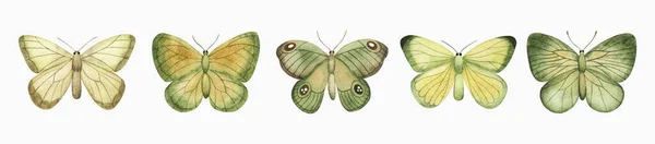 Conjunto Mariposas Verde Acuarela Ilustración Verano Dibujada Mano Para Tarjeta —  Fotos de Stock