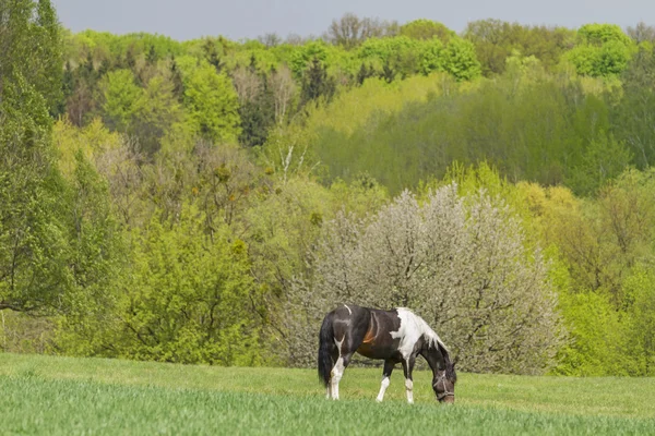 Paisaje de primavera con caballo — Foto de Stock