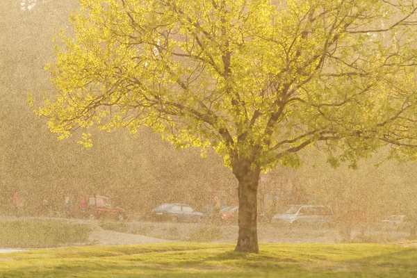 雨の中の日没でツリー — ストック写真