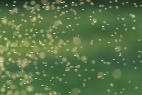 Bokeh larvalarını binlerce