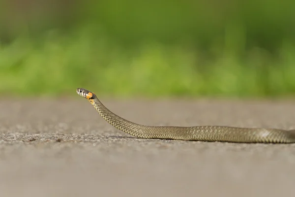 Serpente rastejando na estrada pavimentada — Fotografia de Stock