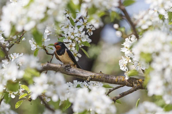 Schlucken die weißen Blumen — Stockfoto