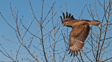 Ağaçtan Şahin uçar