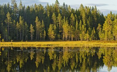 Sonbahar orman suda görüntüleme