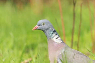 Yeşil çim portre ringdove
