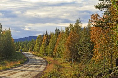 Sonbahar orman arasında yol