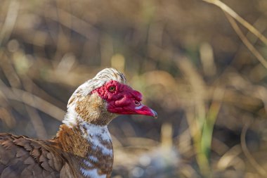 Bahar portre misk ördeği